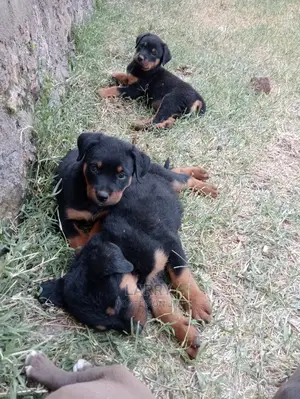 1-3 Months Female Purebred Rottweiler