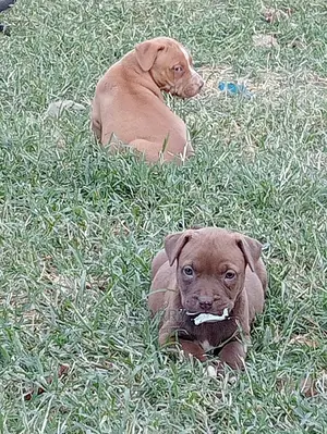 1-3 Months Female Purebred American Pit Bull Terrier