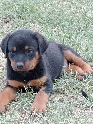 1-3 Months Female Purebred Rottweiler
