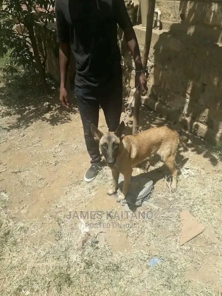 Dog Trainer