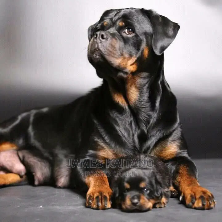 Dog Trainer