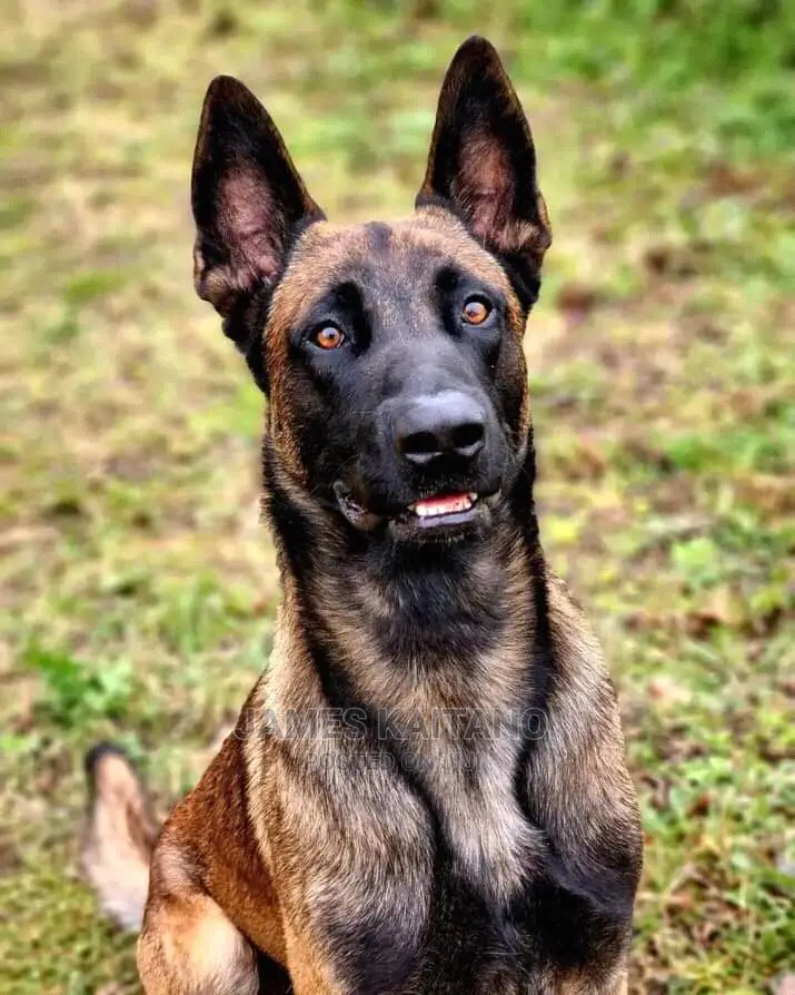 Dog Trainer