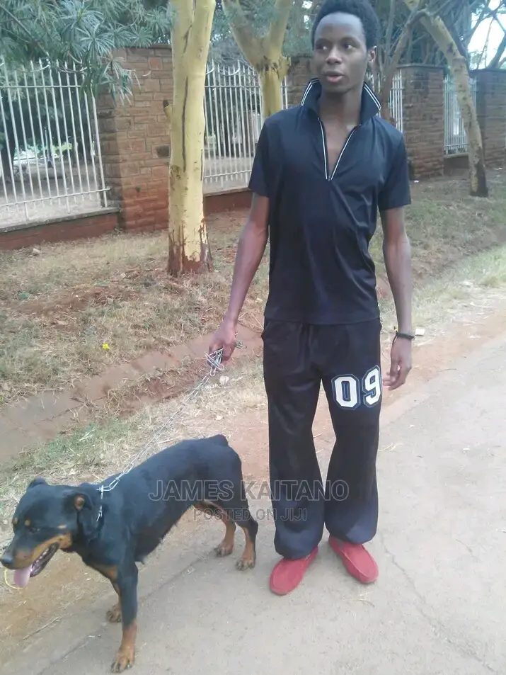 Dog Trainer