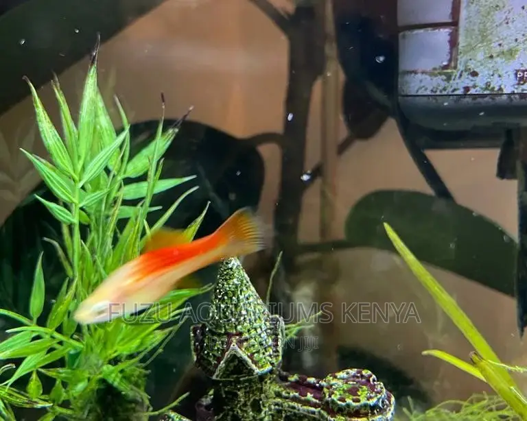 Swordtail Unique