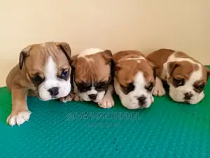 1-3 months Female Purebred Bulldog