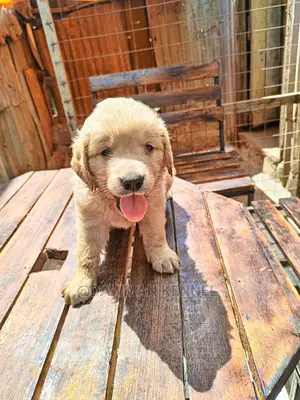 1-3 months Male Purebred Golden Retriever
