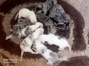 0-1 Month Female Purebred Great Dane