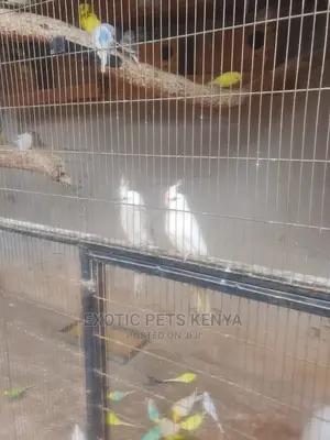 White Cockatiels (Albino)