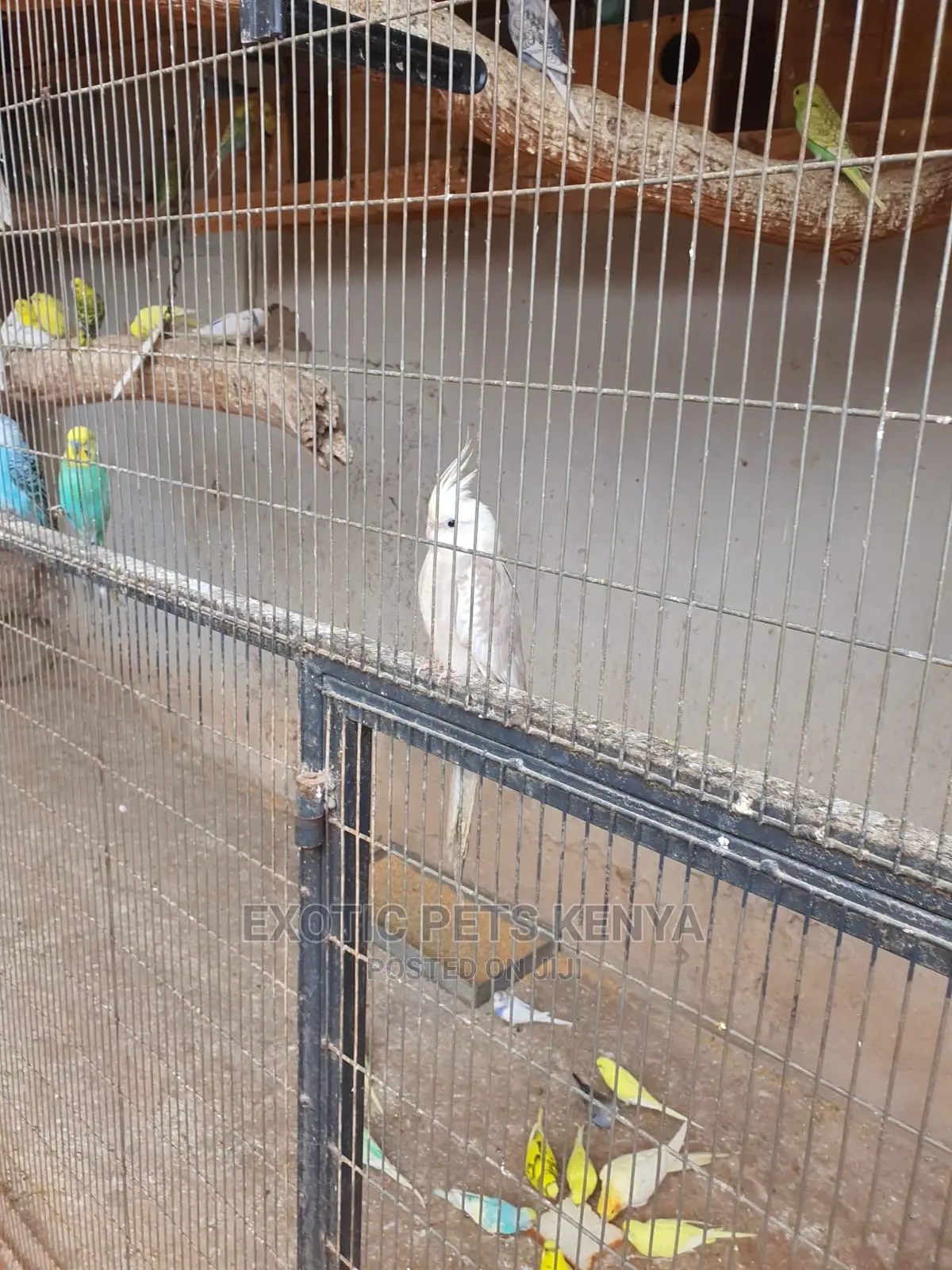 White Cockatiels (Albino)