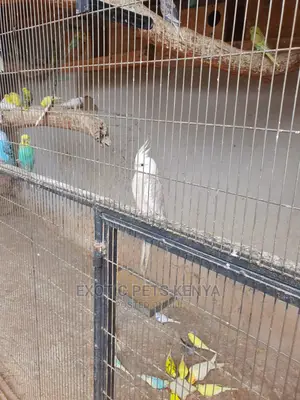 White Cockatiels (Albino)