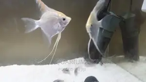 Angelfish White Colour
