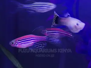 Red Danios