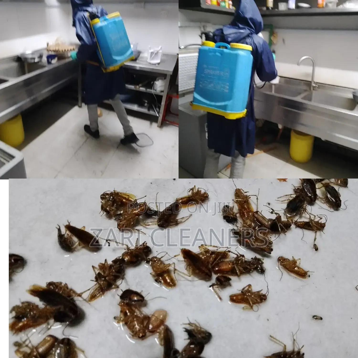 Pests Control Service You Can Trust
