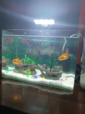 Beautiful New Aquariums for Sale