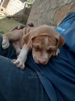 1-3 Months Male Purebred American Pit Bull Terrier