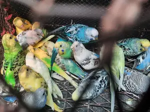 Young Budgies for Sale
