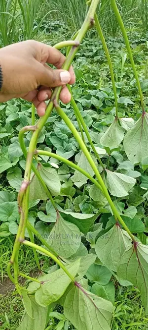 Super Vines Super K Fodder Vines