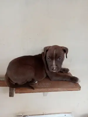 1-3 Months Female Purebred American Pit Bull Terrier