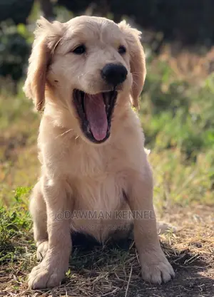 1-3 Months Female Purebred Golden Retriever