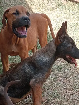 1-3 Months Female Purebred Boerboel