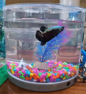 Siamese Fighter Fish Plus Mini Tank