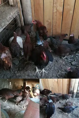 Mature Kuku Kienyeji Chicken for Sale