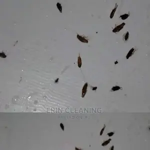 Bedbugs and Cockroach Services