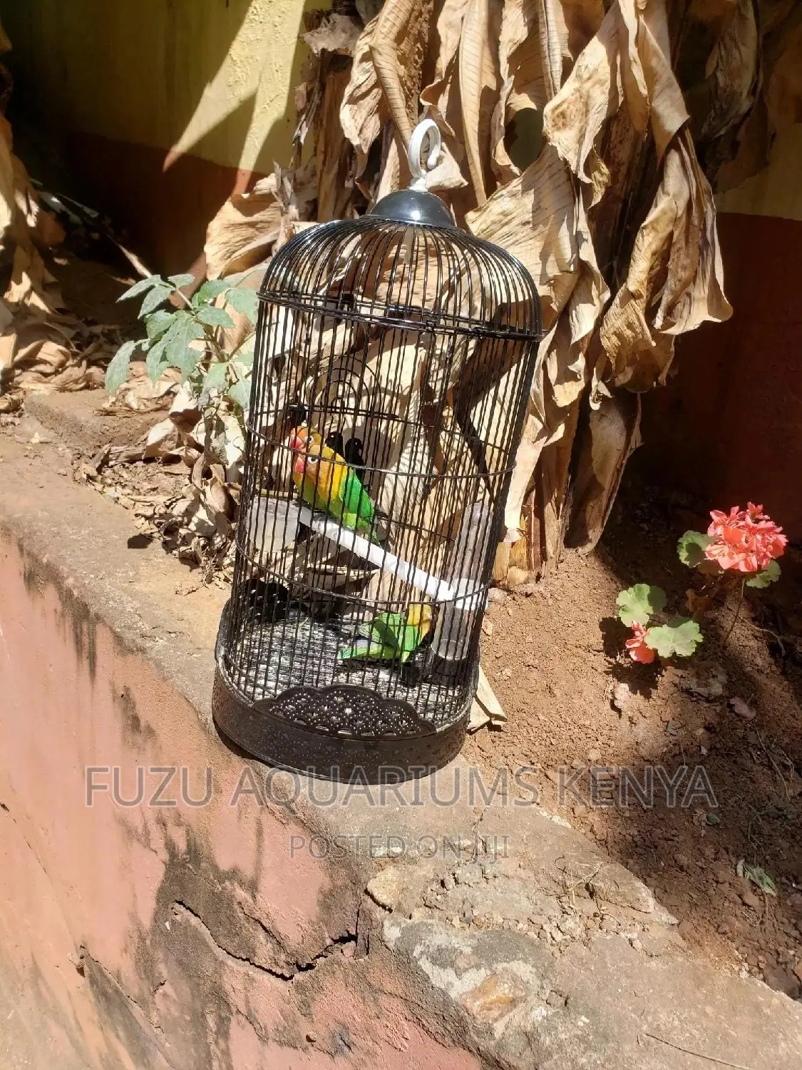 Black Bird Cages