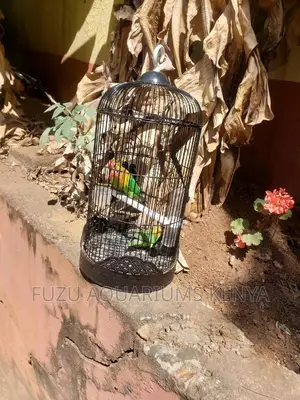 Black Bird Cages
