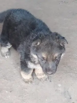 1-3 Months Female Purebred German Shepherd