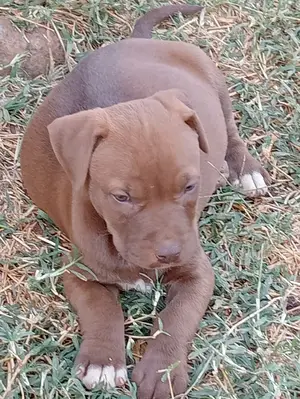 1-3 Months Female Purebred American Pit Bull Terrier