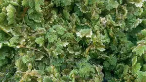 Azolla and Duckweed