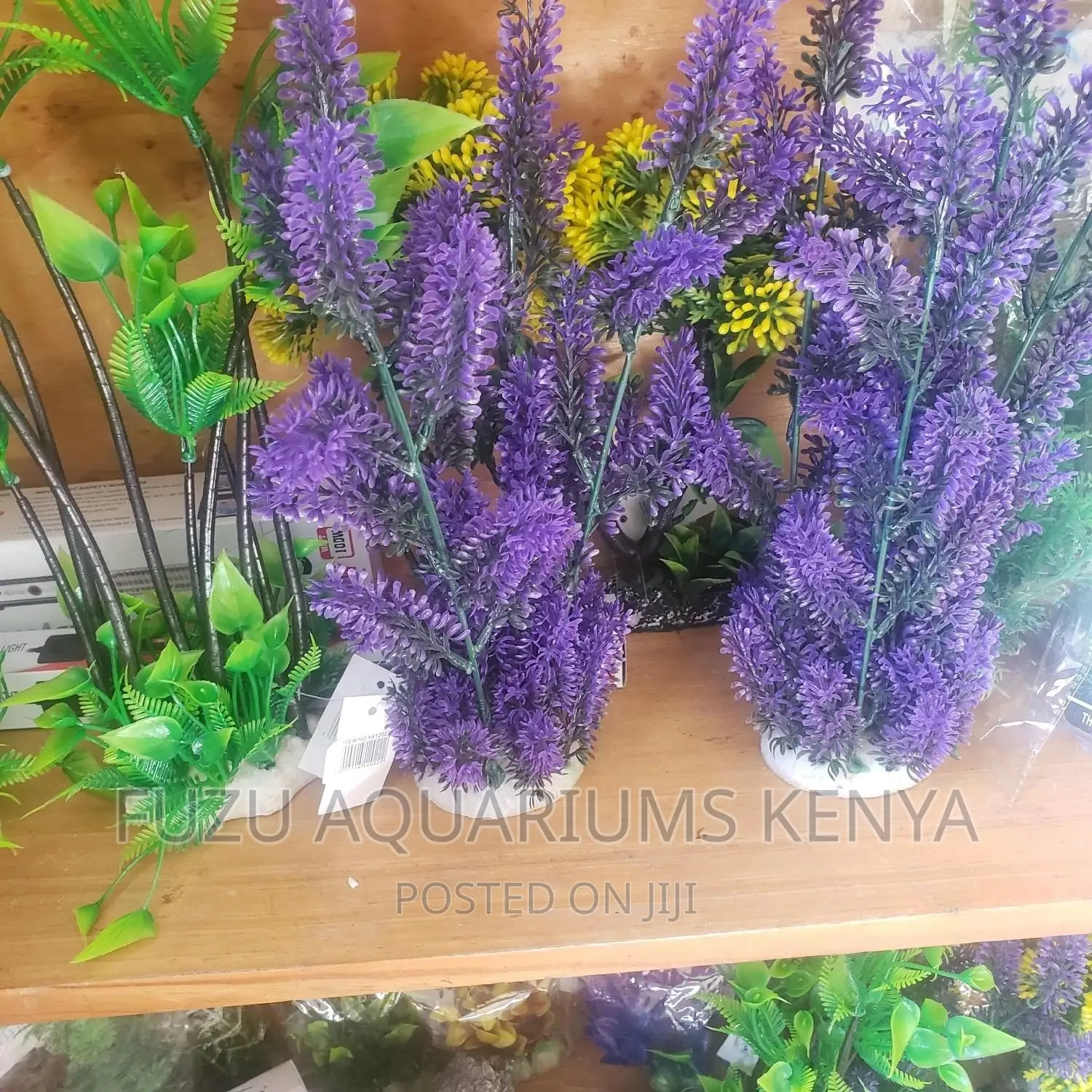 Big Aquarium Plants