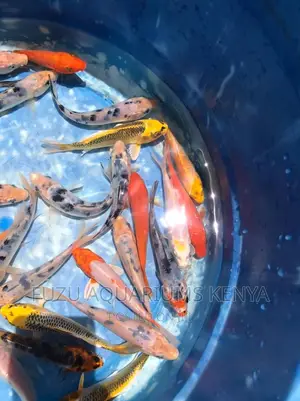 Koi Aquarium Fish