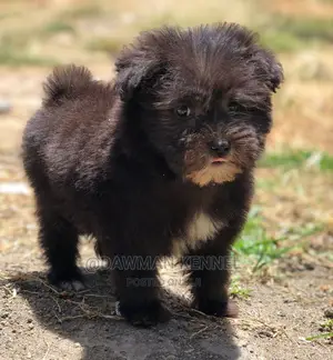 1-3 Months Female Purebred Maltese