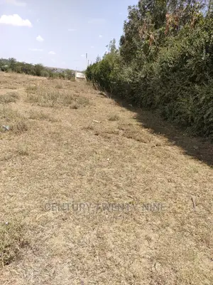 Sharon’S Sabaki Land