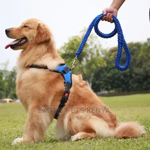 Dog Leash and Harness