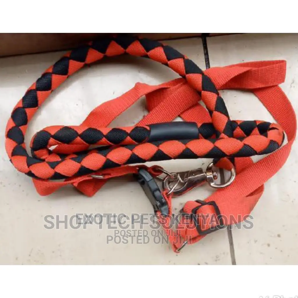 Dog Leash and Harness