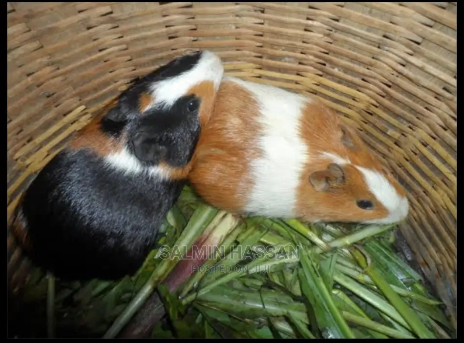 Hamsters Pure Breed Pair