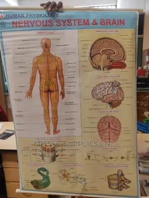 Chart of Human Physiology- Nervous System Brain ( 42X28")