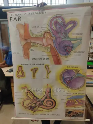 Chart Of Human Physiology- Human Ear ( 43 By 26')