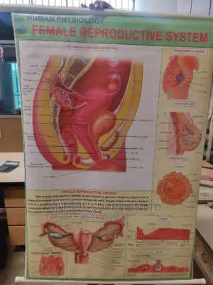 Chart of Female Reproductive System (43 by 28')