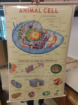 Ultra Structure of an Animal Cell Chart ( 43 by 28')