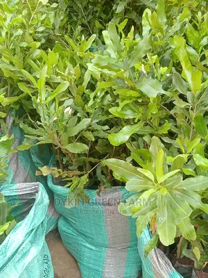 Grafted Macadamia Seedlings (Murang'a 20 Variety)