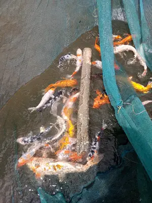 Koi Carp Farm