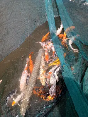 Koi Carp Farm
