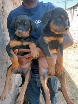 1-3 Months Female Purebred Rottweiler