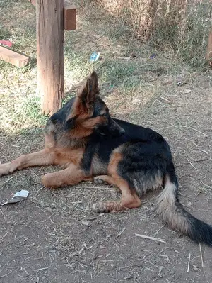 6-12 Months Female Purebred German Shepherd