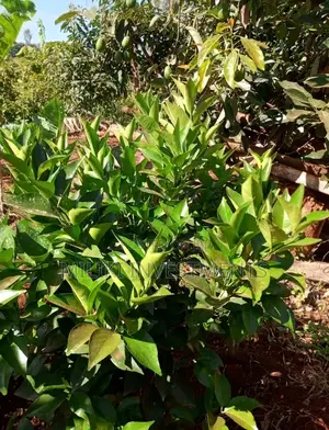 An Acre Of Land On Sale At Delview Thika
