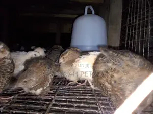 Mature Quails for Breeding Point of Lay Quails